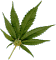 [Image: smiley-rolling-joint.gif]